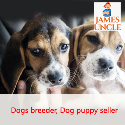 Dog seller Mr. Rohan Roy in Sealdah